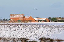 Flock of Pink footed geese (Anser brachyrhynchus) feeding on snow covered sugar beet tops, Norfolk, UK, December 2009