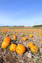 Commercial Pumpkin (Cucurbita maxima) crop, grown for the UK Halloween market, Norfolk, UK, October