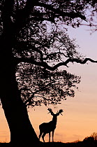 Red Deer stag (Cervus elaphus) silhouetted at sunset, Holkham Park, Norfolk, UK, December