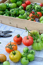 Tomato crop (Solanum lycopersicum) ripening in the greenhouse, Norfolk, UK, October