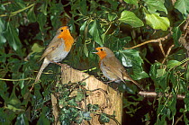 Two Robins (Erithacus rubecula) in agressive territorial dispute, Norfolk, UK, February