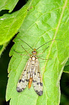 Scorpion fly (Panorpa communis) resting on leaf, UK