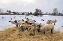 Winter scenic with sheep feeding on hay in snow covered field, village church in distance, Norfolk, UK, December 2009