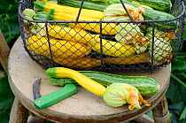 Home grown vegetables, freshly harvested Courgettes (Curcurbita pep ovifera) in wire trug on allotment chair, Norfolk, UK, July