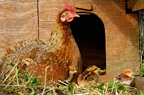 Domestic Welsummers bantam chicken (Gallus gallus domesticus) with one-day chicks, Norfolk, UK September