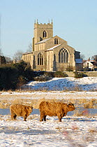 Winter scenic of Highland cattle (Bos taurus) and St Mary the Virgin church at Wiveton, Norfolk, UK