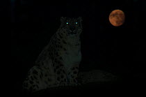 Snow leopard (Panthera uncia) at night with full moon,  double exposure, captive