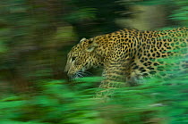Sri Lankan leopard (Panthera pardus kotiya) walking. captive