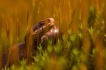 Portrait of female Adder (Vipera berus) in long grass, the Netherlands