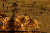 Sunlight through ice crystal formations on waterside plants in winter, the Netherlands