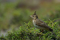 Crested lark (Calerida cristata) with crest raised, perched in shrub, Lesbos, Greece