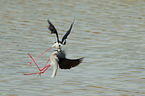 Two Black-winged stilts (Himantopus himantopus) fighting on the wing, over water, Lesbos, Greece