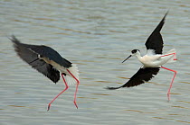 Two Black-winged stilts (Himantopus himantopus) fighting on the wing, over water, Lesbos, Greece