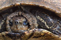 Head portrait of Caspian / Stripe necked terrapin (Mauremys caspica) with head retracted into shell, Lesbos, Greece