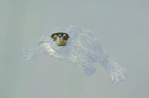 European pond turtle (Emys orbicularis), swimming with head above water, Lesbos, Greece