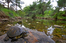 European Pond terrapin (Emys orbicularis) sitting on an exposed rock, on the edge of a woodland pond, Lesbos, Greece