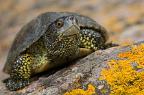 European Pond terrapin (Emys orbicularis) sitting on lichen covered exposed rock, Lesbos, Greece