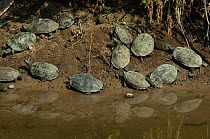 Small group of Caspian / Stripe necked terrapins (Mauremys caspica) sitting on an exposed shoreline, Lesbos, Greece