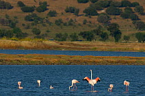 Small flock of Greater flamingos (Phoenicopterus ruber) on Kalloni inland lake, Lesbos, Greece