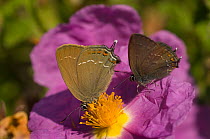 Two Ilex hairstreak butterflies (Satyrium ilicis) feeding on Cistus flower, Lesbos, Greece