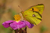 Clouded yellow butterfly (Colias crocea) at rest, feeding on Cistus flower, Lesbos, Greece