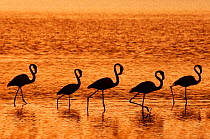 RF- Small flock of Greater flamingos (Phoenicopterus roseus) silhouetted on Kalloni inland lake, Lesbos, Greece. (This image may be licensed either as rights managed or royalty free.)