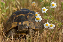 Portrait of Spur-thighed Tortoise (Testudo graeca) in grassland with flowers, Lesbos, Greece