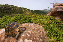 Spur-thighed tortoise (Testudo graeca) sitting on rock, Lesbos, Greece