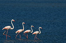Small flock of Greater flamingo (Phoenicopterus roseus) wading on inland Kalloni lake, Lesbos, Greece