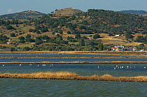 View of Kalloni inland lake, with wading birds, Lesbos, Greece, May 2008