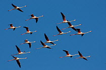 RF- Flock of Greater flamingos (Phoenicopterus roseus) in flight,  Lesbos, Greece. (This image may be licensed either as rights managed or royalty free.)