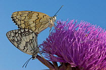 Two Lesbian marbled white butterflies (Melanargia larissa lesbina) mating on flower, Lesbos, Greece
