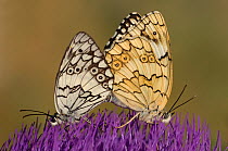 Two Lesbian marbled white butterflies (Melanargia larissa lesbina) mating on flower, Lesbos, Greece