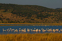 Flock of Greater flamingos (Phoenicopterus roseus)on Kalloni inland lake, Lesbos, Greece,