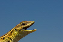 Head portrait of Snake-eyed lizard (Ophisops elegans) with mouth open, Lesbos, Greece