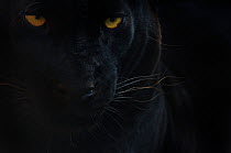 Close up head portrait of melanistic / black Leopard (Panthera pardus) captive