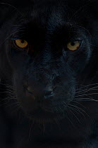 Close up head portrait of melanistic / black Leopard (Panthera pardus) Captive