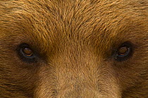 Big close up of the eyes of a European Brown bear (Ursus arctos) captive