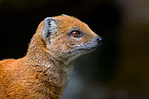 Head portrait in profile of Yellow mongoose (Cygnictis penicillata) captive