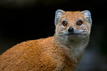 Head portrait of Yellow mongoose (Cygnictis penicillata) captive