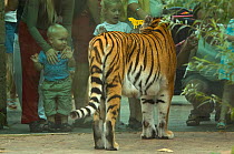 Rear view of a Siberian tiger (Panthera tigris altaica) in a captive zoo setting with children viewing the enclosure through glass, Europe