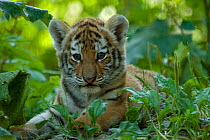 Portrait of Siberian tiger cub (Panthera tigris altaica) lying in green foliage, captive
