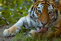 Head portrait of Siberian tiger (Panthera tigris altaica) licking its forepaw, whilst lying down, captive