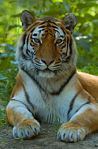 RF- Head portrait of Siberian tiger (Panthera tigris altaica) lying in foliage, captive. (This image may be licensed either as rights managed or royalty free.)