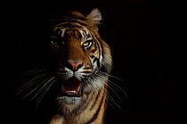 Head portrait of Sumatran tiger (Panthera tigris sumatrae) with face half cast in shadow, with aggressive expression, captive