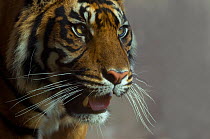 Head portrait of Sumatran tiger (Panthera tigris sumatrae)  captive