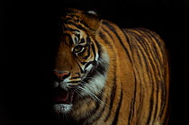 Head portrait of Sumatran tiger (Panthera tigris sumatrae) with face half cast in shadow, and mouth open, captive