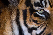 Big close up of the eye of a Sumatran tiger (Panthera tigris sumatrae) captive