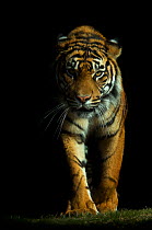Portrait of Sumatran tiger (Panthera tigris sumatrae) walking towards camera with face half cast in shadow, and ears held back in agressive posture, captive