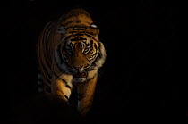 Portrait of Sumatran tiger (Panthera tigris sumatrae) walking towards camera with face half cast in shadow, and ears held back in agressive posture, captive
